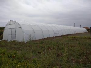 оранжерии